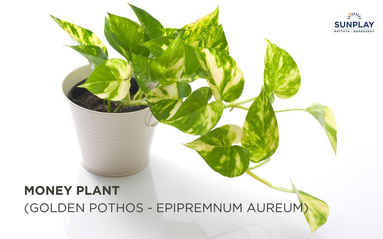 Money Plant (Golden Pothos - Epipremnum Aureum)