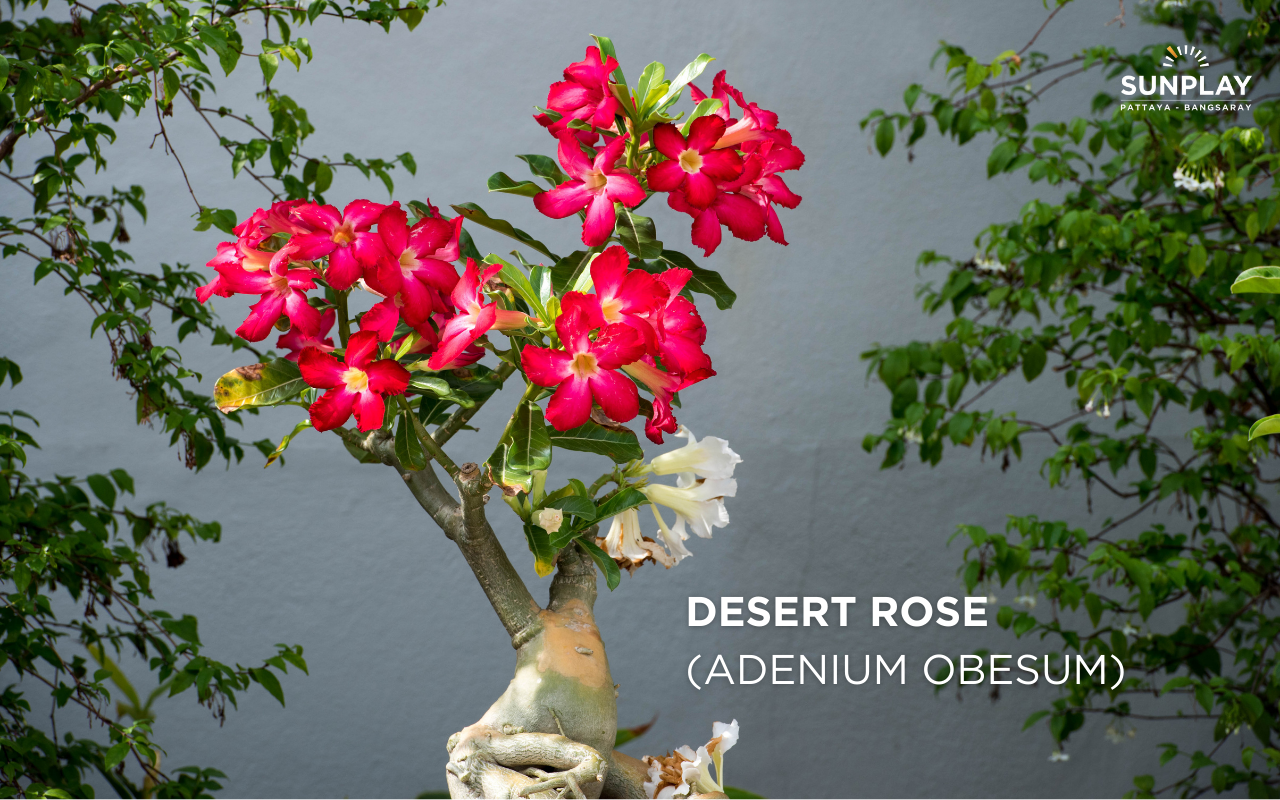 Desert Rose (Adenium Obesum) 