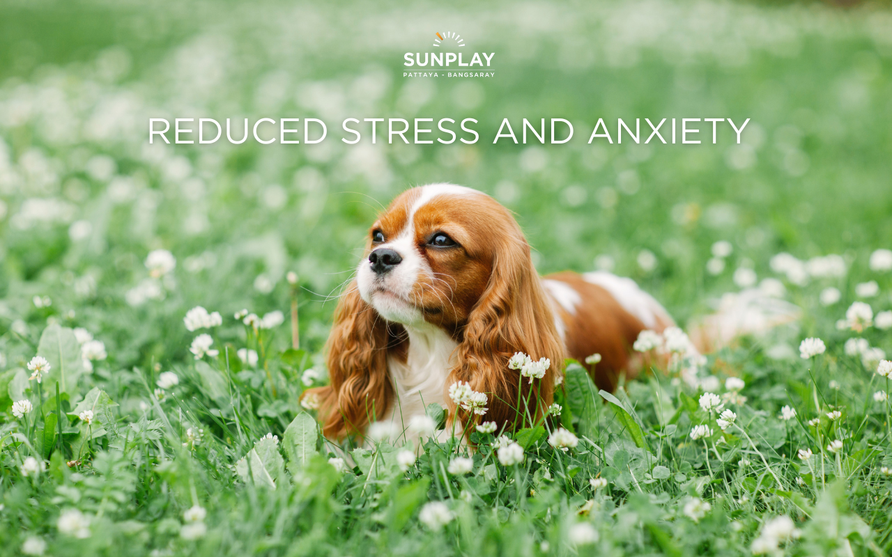 Pet Reduced Stress and Anxiety